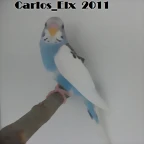 1 pollo 10-3-11