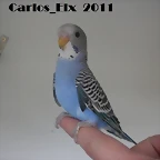 5 pollo 10-3-11