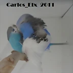 caramelo y Kitty 10-3-11