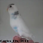 3 pollo 10-3-11