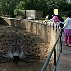Zoo de Barcelona 04-04-11 034