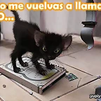 gato-feo
