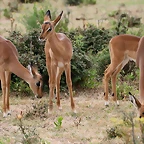 Sigean 02-08-11 1123