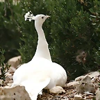Sigean 02-08-11 939