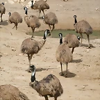 Sigean 02-08-11 666