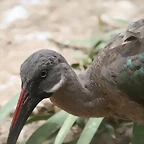 Sigean 02-08-11 807