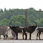 Sigean 02-08-11 1143