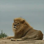 Sigean 02-08-11 1240
