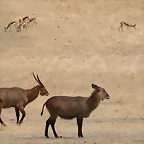Sigean 02-08-11 020