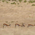 Sigean 02-08-11 124