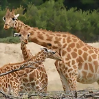 Sigean 02-08-11 292