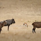 Sigean 02-08-11 048