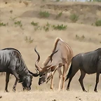 Sigean 02-08-11 086