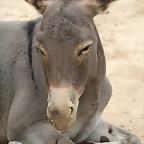 Sigean 02-08-11 466