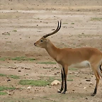 Sigean 02-08-11 559