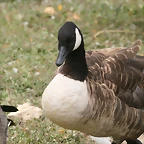 Sigean 02-08-11 753