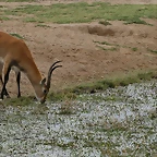 Sigean 02-08-11 592