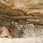 Sigean 02-08-11 703