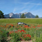 Amapolas 063