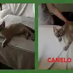 Canelo