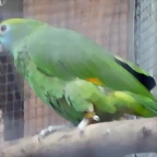 Amazona dufresniana