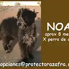 NOA