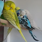 Hora tonta