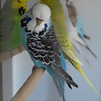 Azul Clsica
