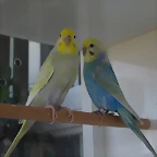 Doradas