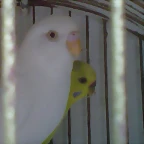 pericos