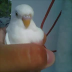 perico alvino