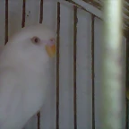 pericoo