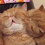 gatito