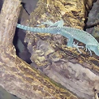 Varanus kordensis 2 (16-6-13 Terarium Praha, Dube&#269;)