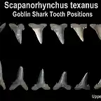 goblin-scapanorhynchus-teeth