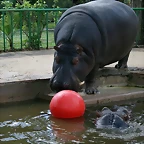 Zoo de Barcelona 13-03-11 283