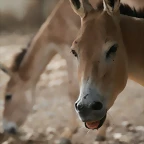 Zoo Lunaret + Sigean 18 i 19-09-10 300