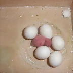 1 pollo 2