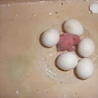 1 pollo 3