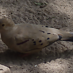 Columbina cruziana (1-10-23 Zoo de Quito, wild, det yo)