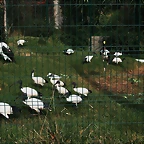 Zoo de Barcelona 28-10-10 373