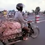 cerdo moto