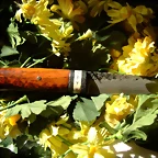 aa