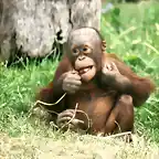 ZM cr?a Orangutan Borneo R