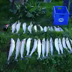 Resultado de la pesca