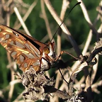 espejito