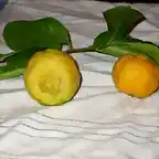 Lima dulce (Citrus limetta)
