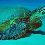 honu-sea-turtle