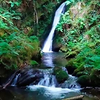 Valle y Bosque de Faedo