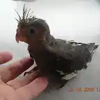 pajaroto aprende a volar!